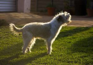 Aboyer Chien