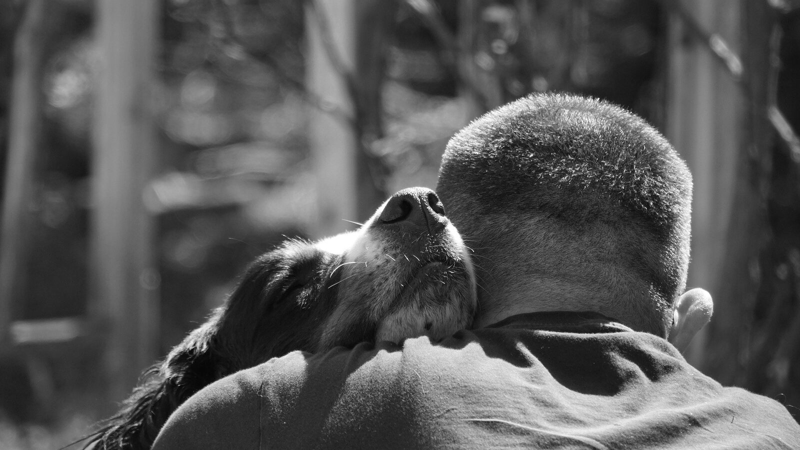 affection chien
