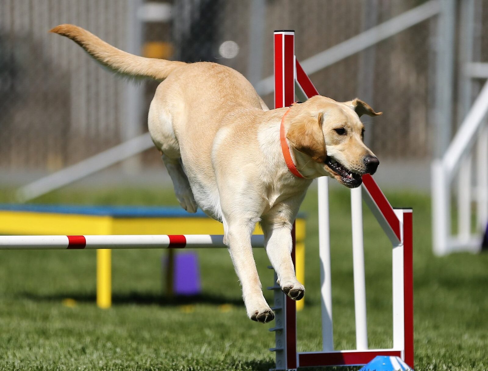 Agility Sport Chien