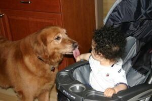 bébé et chiens