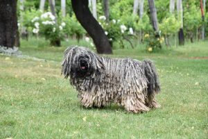 bizarre chien