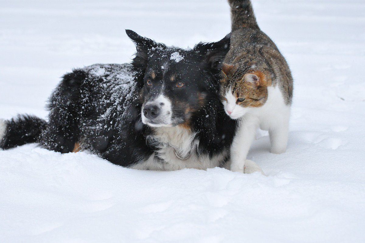 Bien protéger vos animaux du froid