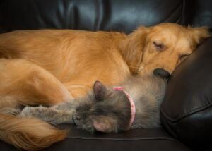 Chien Allergie