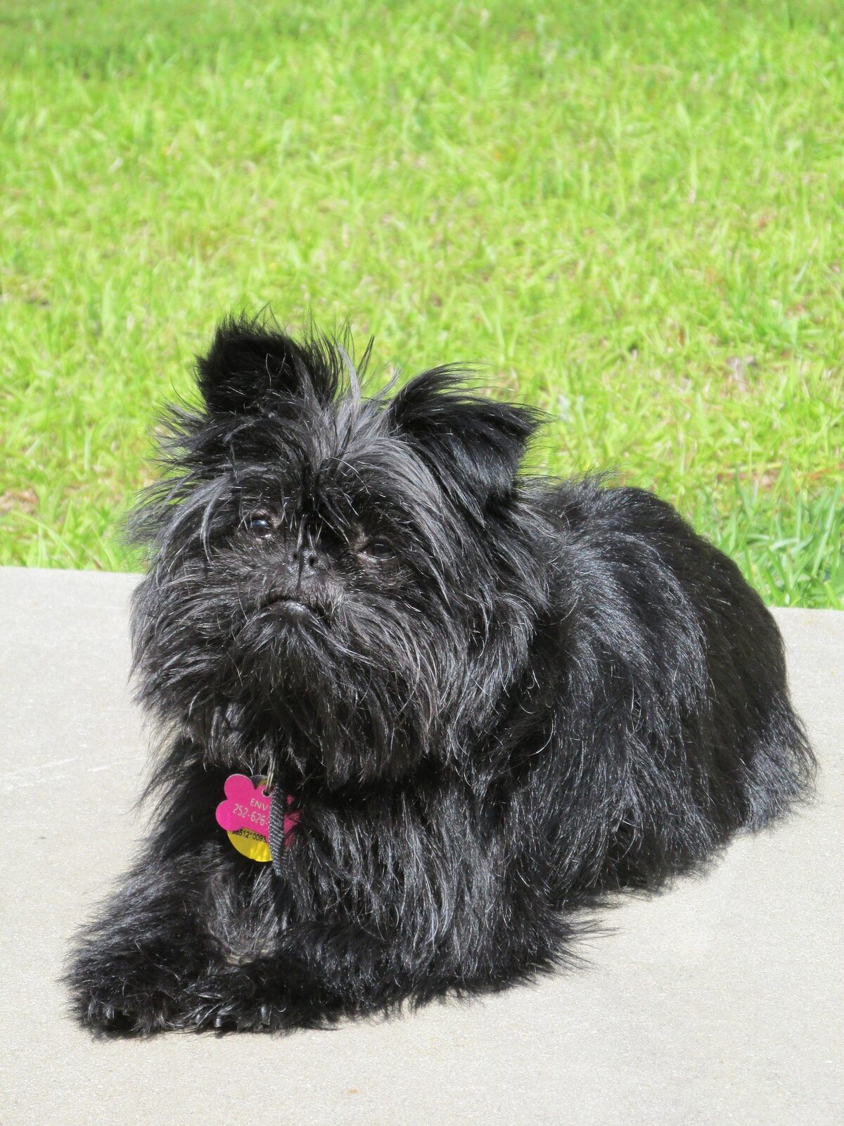 chien bizarre