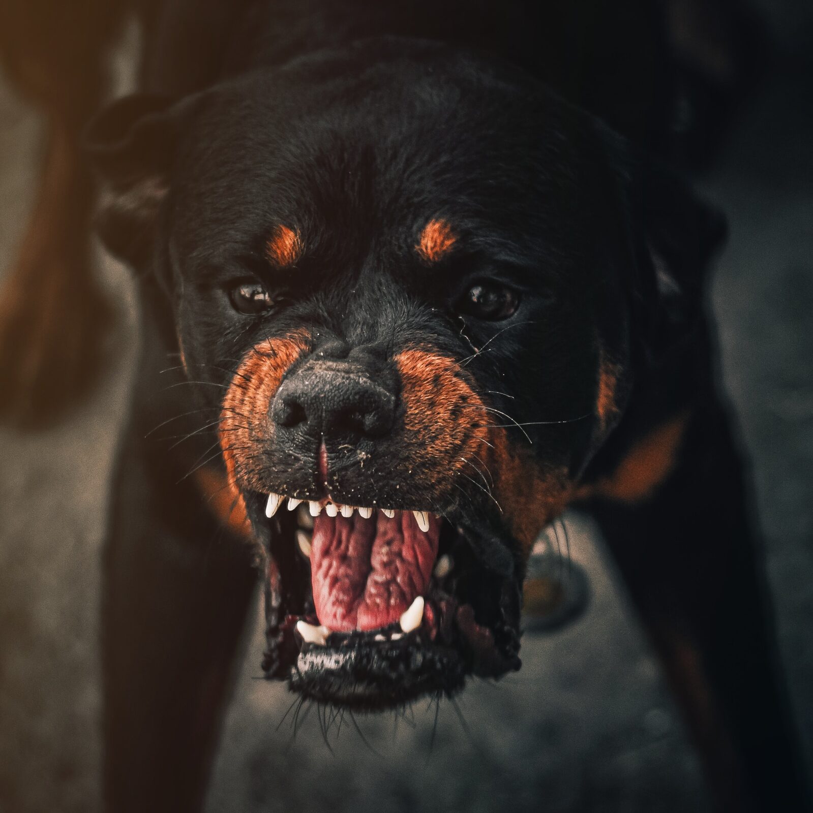 chien dangereux