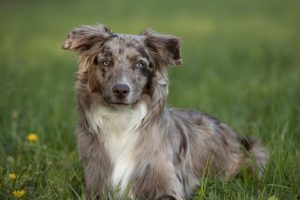 chien de berger