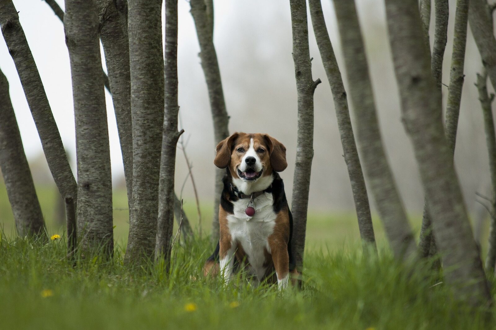 chien de chasse