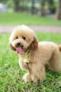 chien de très petite taille