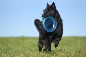 Chien Frisbee
