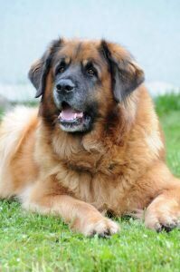chien géant