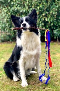 chien intelligent