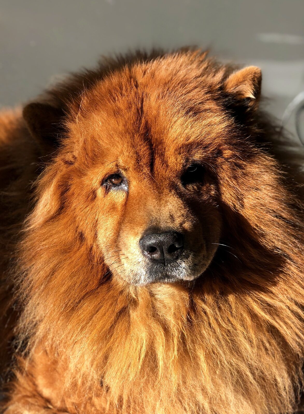 chien lion