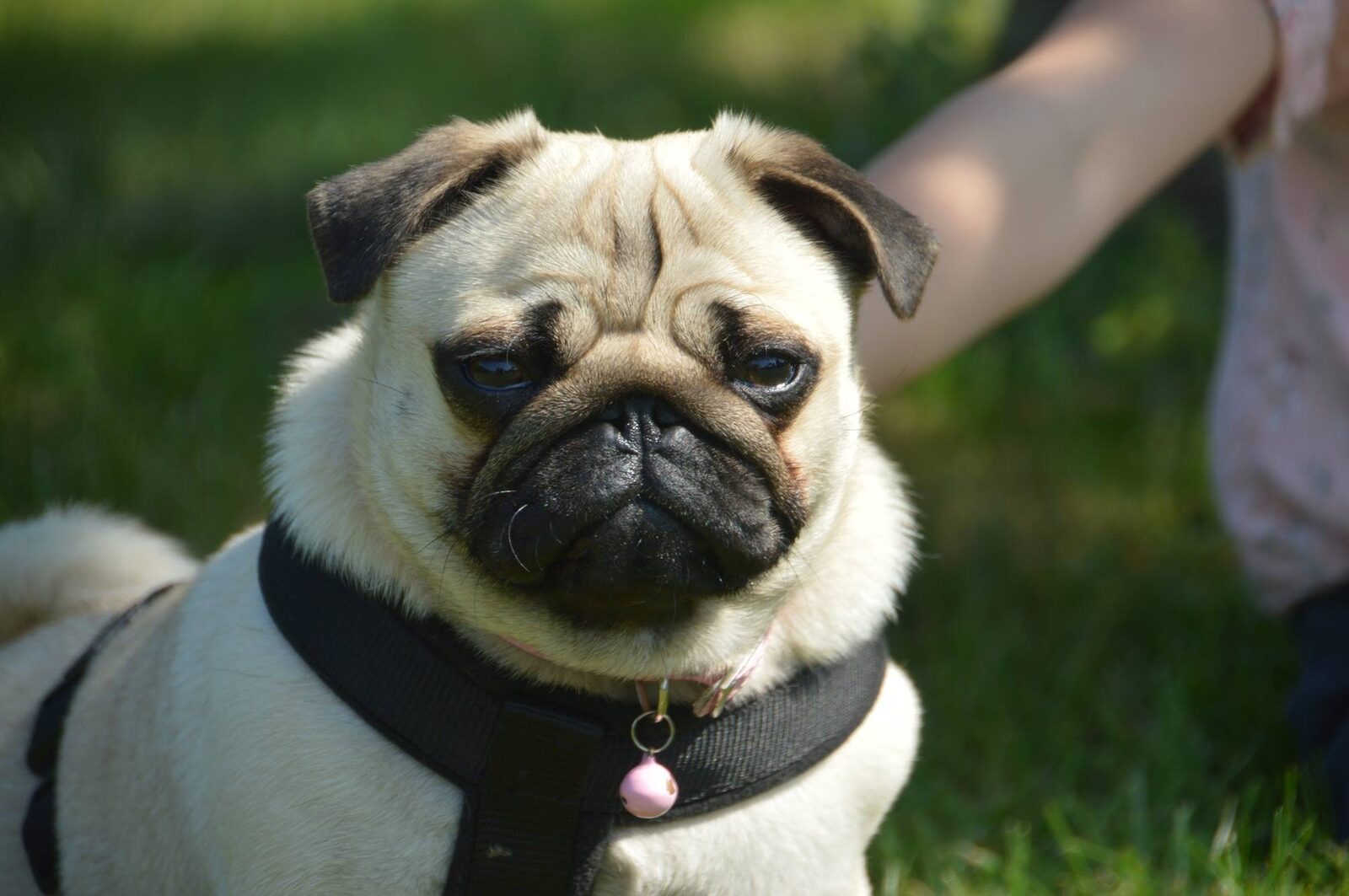chien maîtres débutants