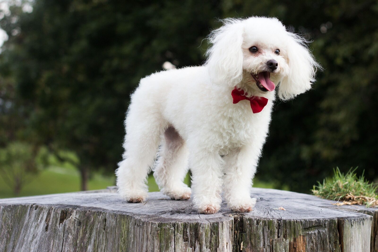 chien populaire