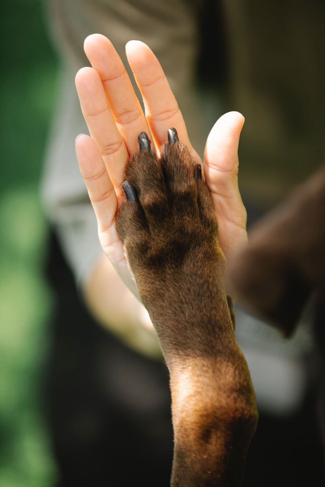 chien pour débutant