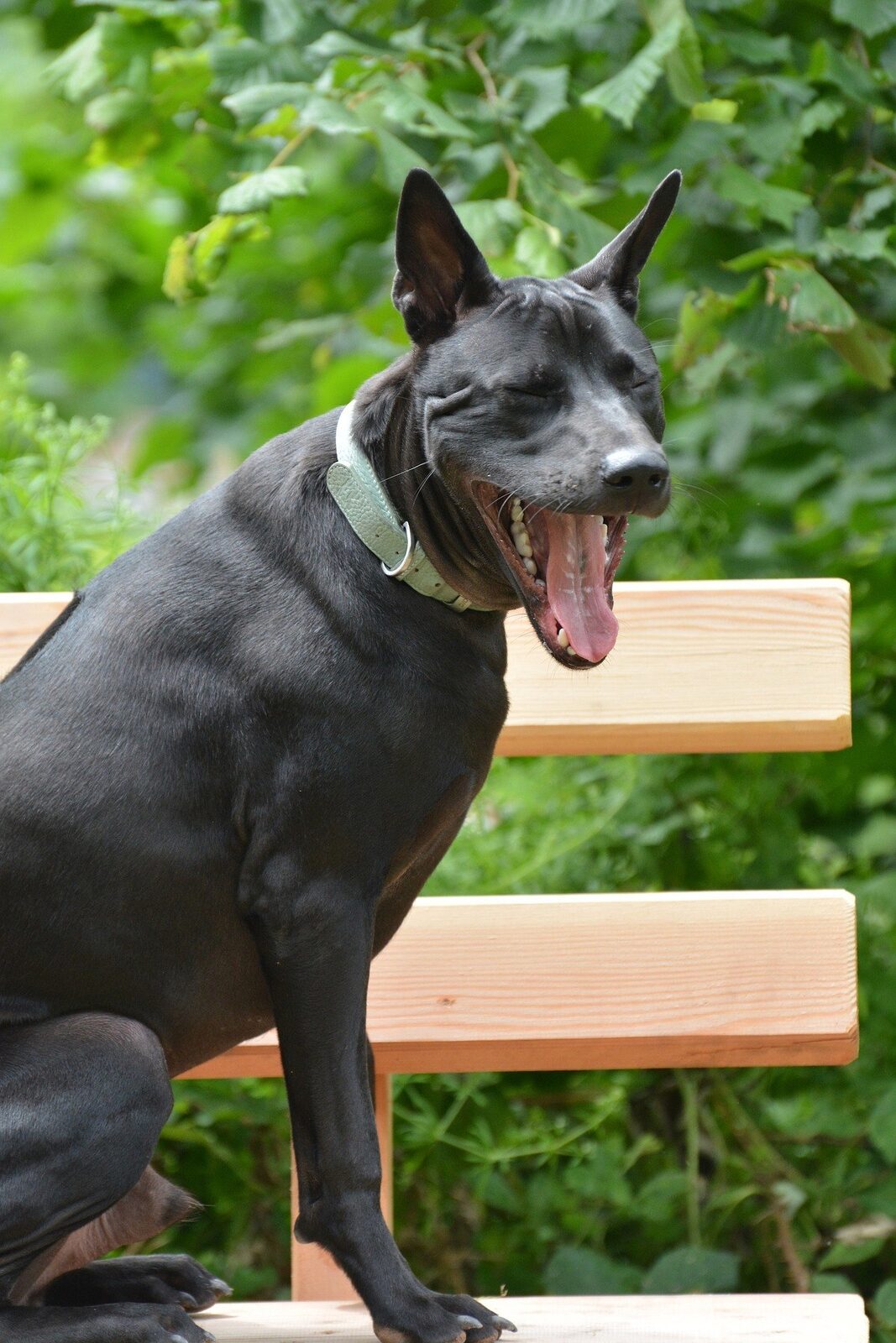 chien rare