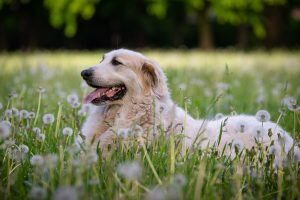 chien rustique