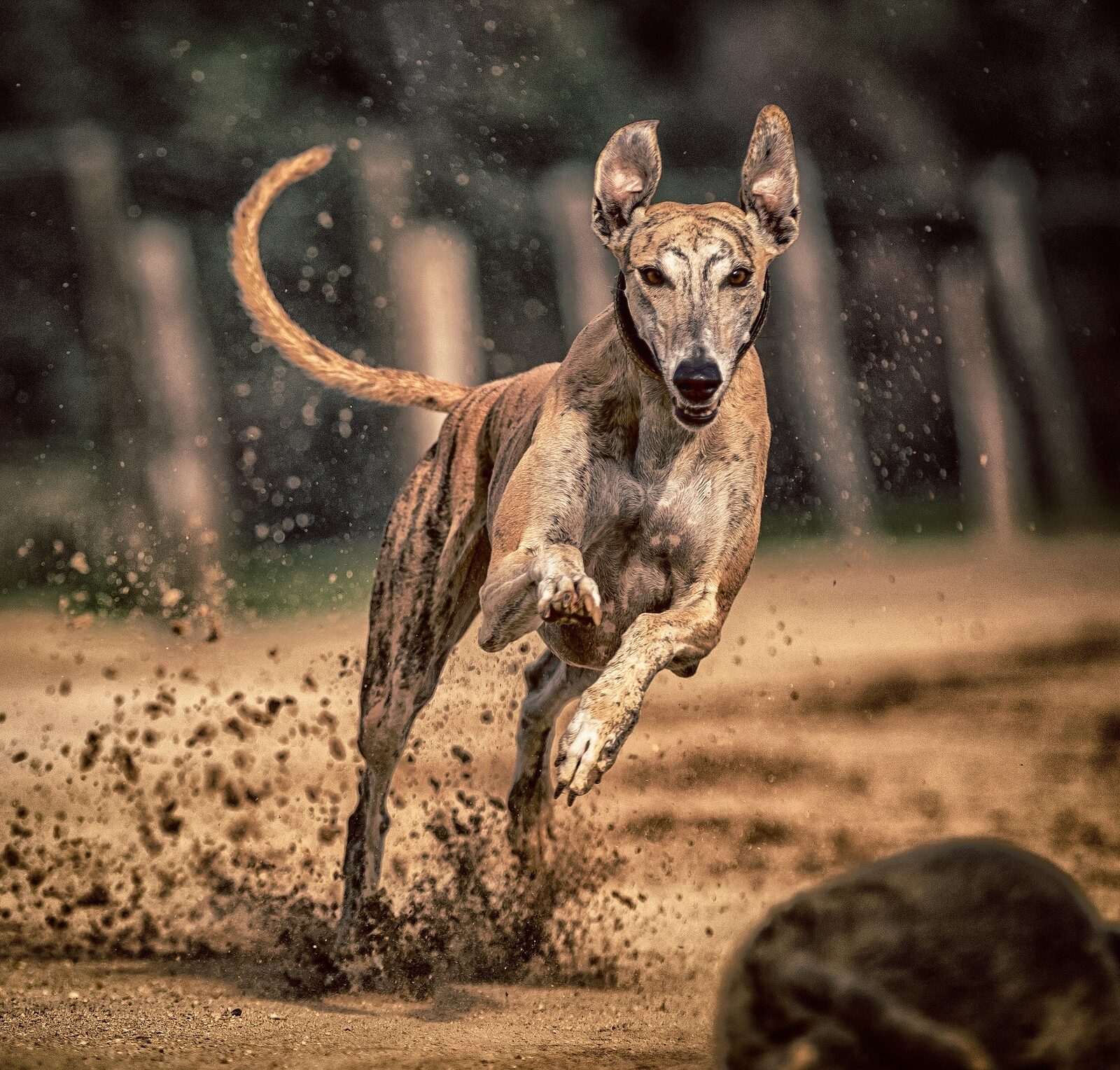 chien sportif