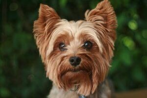 chien toy