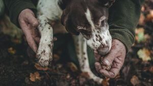 chien truffier