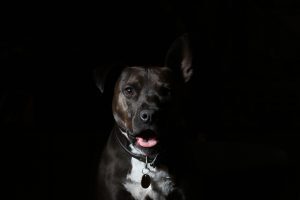 chiens dangereux