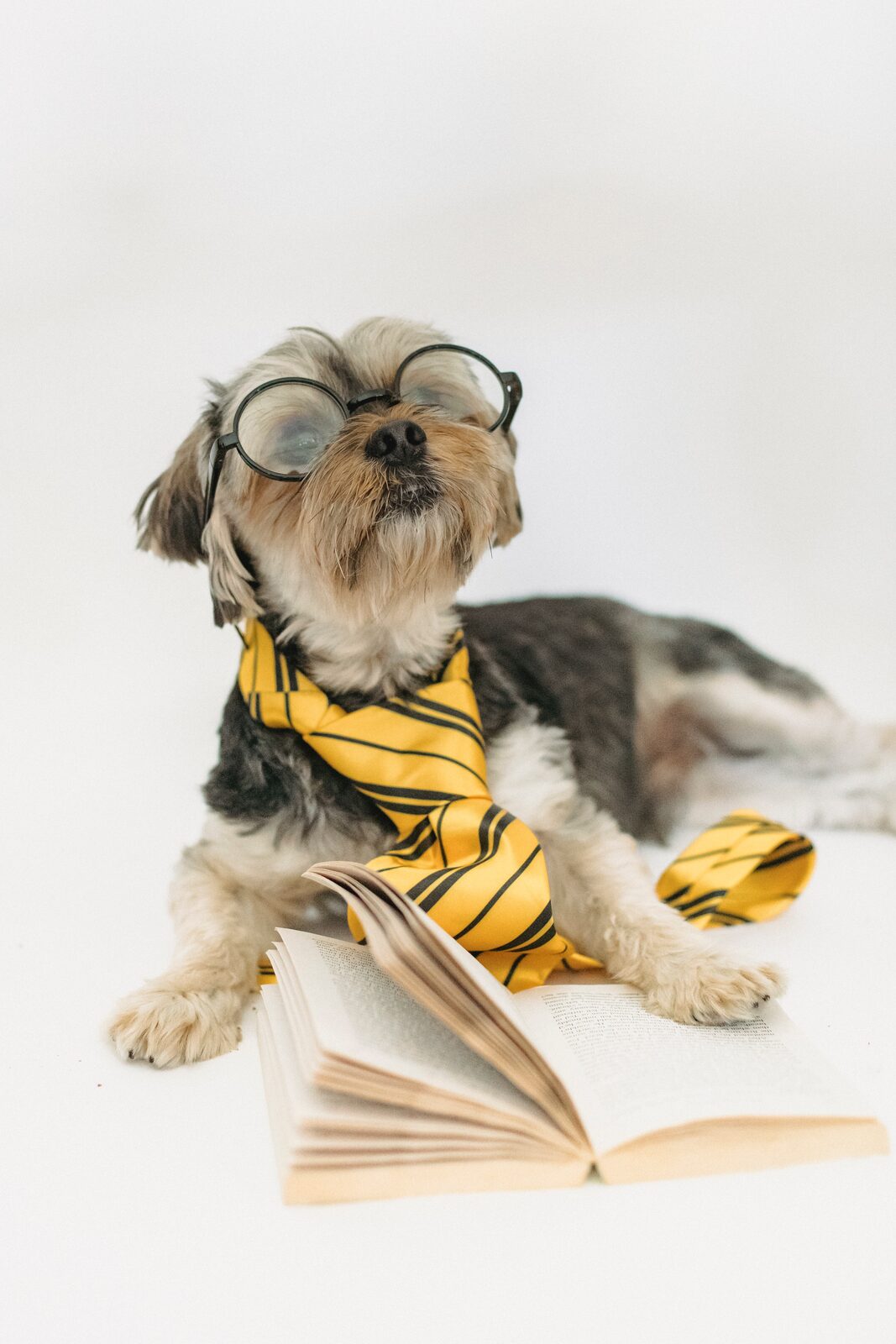 chiens intelligents