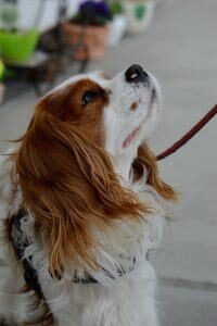 chiens peu aboyeurs