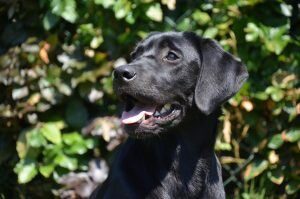 chiens populaires