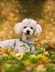 chiens pour débutant