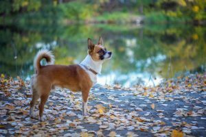chiens rares