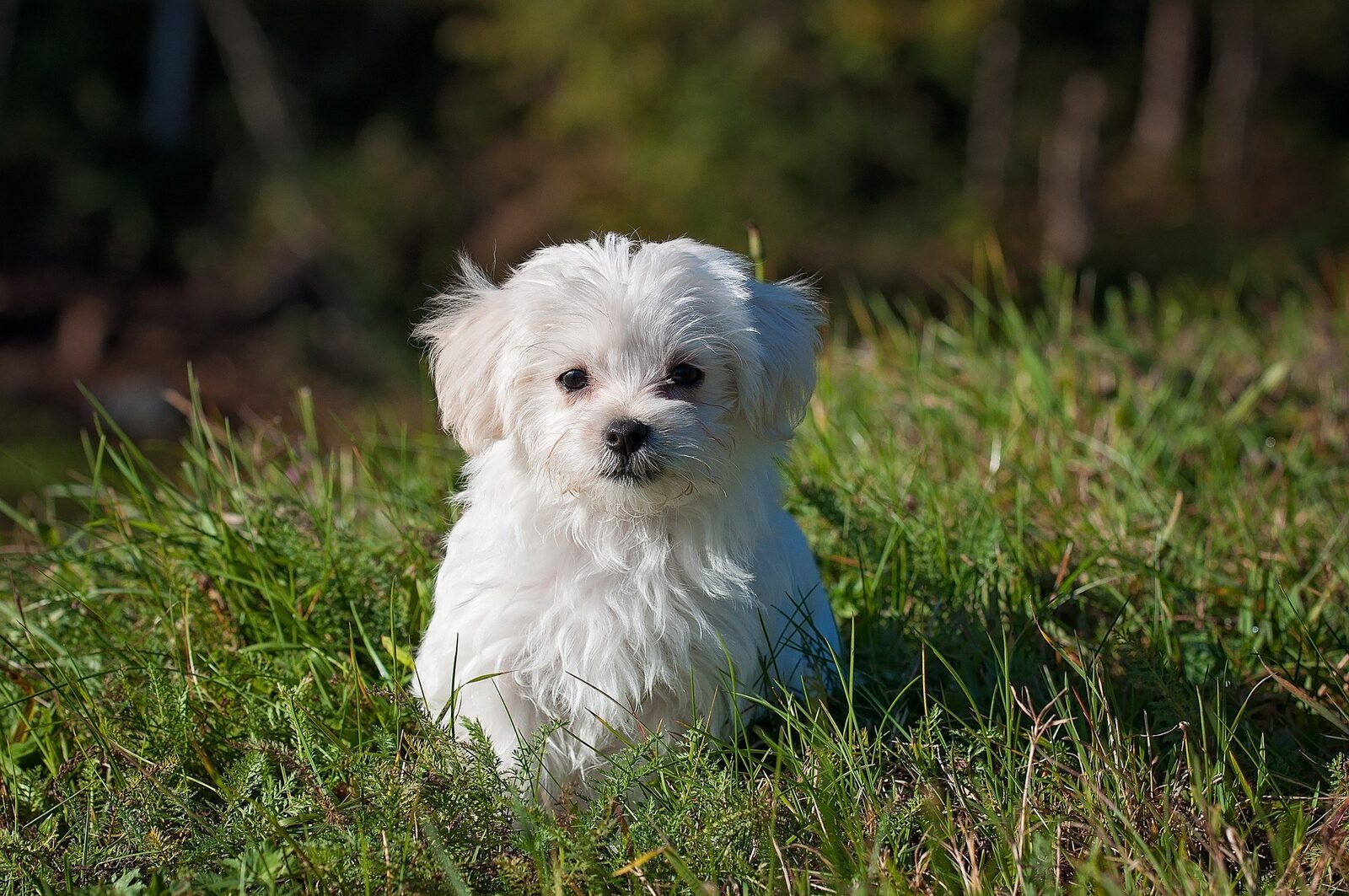 chiens toy