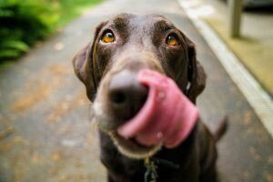 Faim Chien