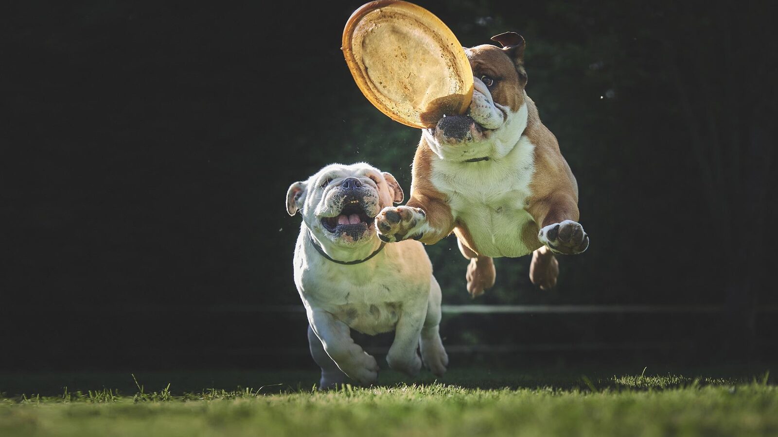 Frisbee Chien