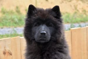 lion chien