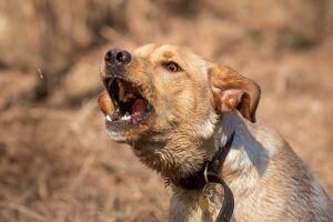 raisons chien aboyer