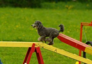 Sport Chien Agility