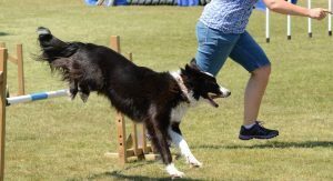 sportif chien