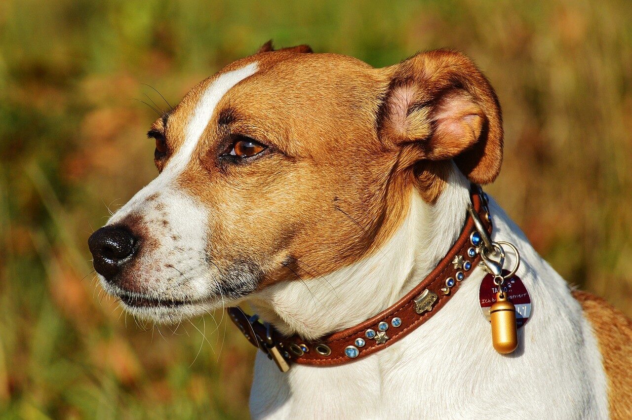 jack russell gueule blanc marron