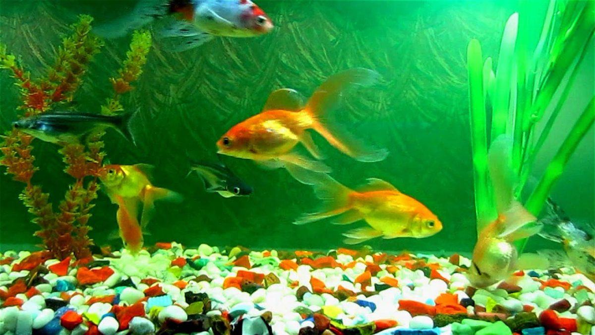 ﻿﻿  Conseils de nourriture poisson aquarium
