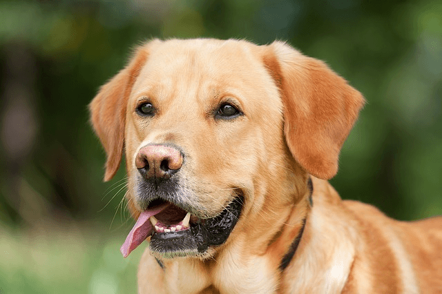 Labrador : origine, santé, caractère, conseils