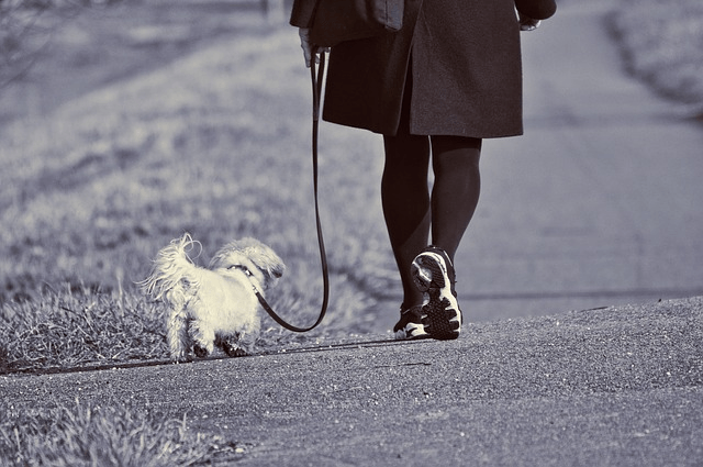 Apprendre son chien à se promener en laisse