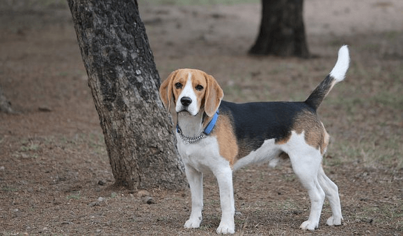 Beagle : origine, santé, caractère, conseils