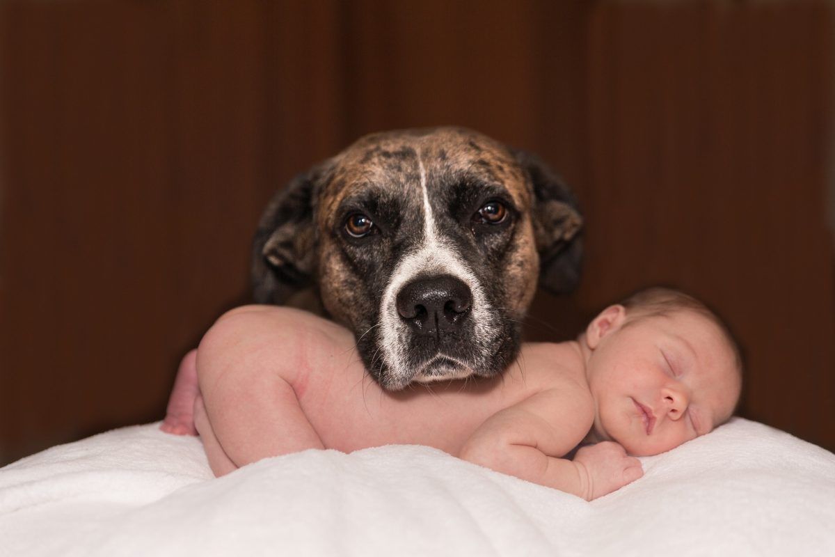 Quand votre chien lèche votre bébé: danger ou pas?