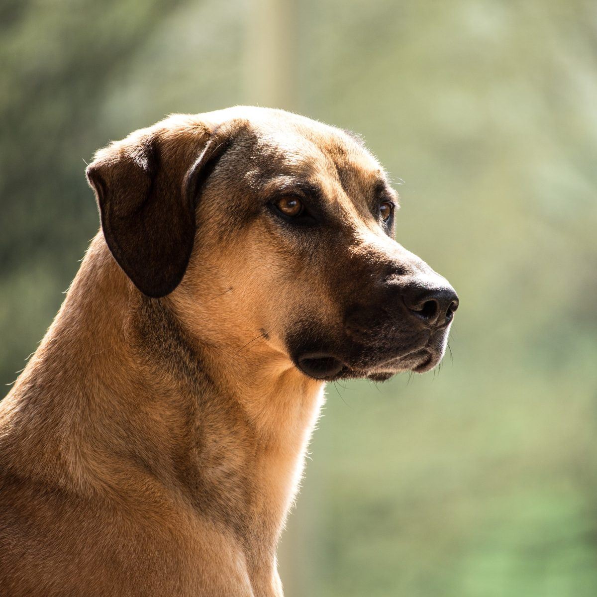 Top 6 des races de chiens rustiques
